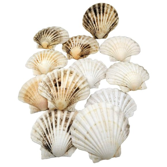 Real Scallop Seashells Lot of 12 Good for Crafting Beach Natural Decor 4-5 Inch - Picture 1 of 9